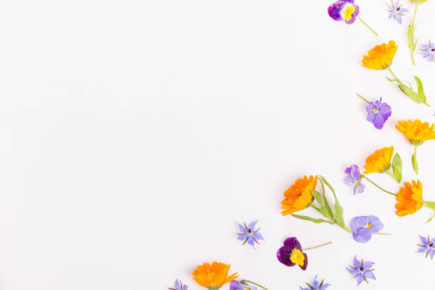 istock Frame from marigold, viola, borage flower on white background. Top view. Flat lay pattern, edible flower 1432694602