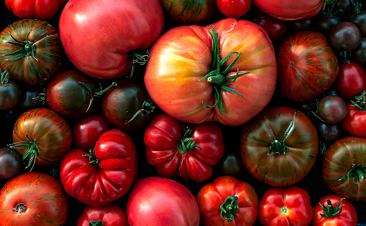 Multicolored tomatoes of different sizes and types, in appearance, a horizontal composition. Fresh, raw and colorful tomatoes of different sizes and types. bright attractive background. poster