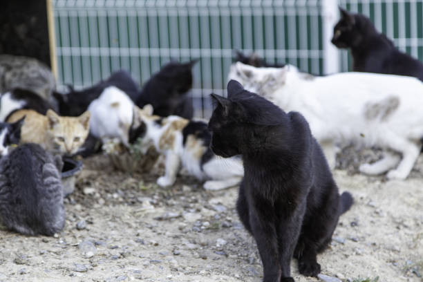 istock Feline colony in the street 1432699411