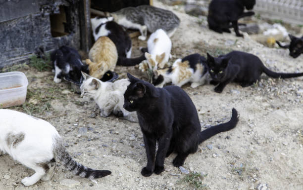 istock Feline colony in the street 1432699413