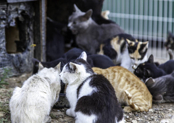 거리의 고양이 식민지 - stray cat 뉴스 사진 이미지