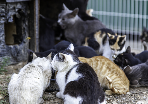 Feline colony in the street, abandoned wild animals, plague