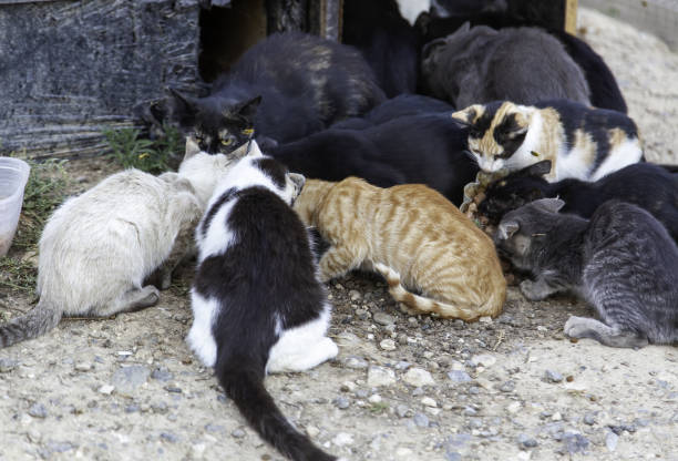 istock Feline colony in the street 1432699450