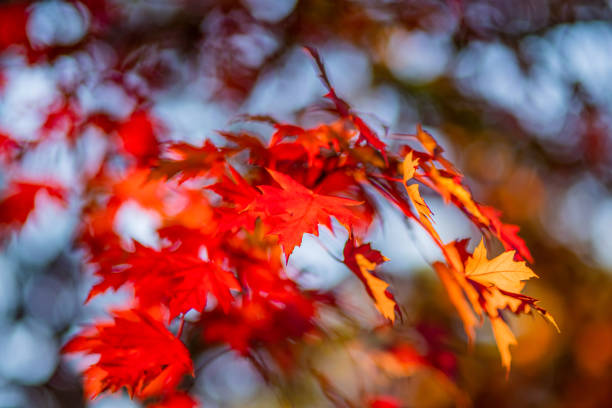 Autumn colorful leafy foliage background, red and orange maple leaves. Soft selective focus