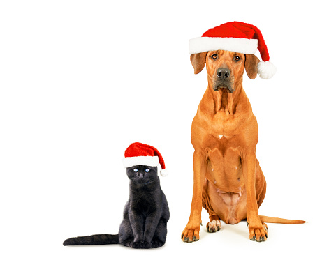a dog-Shiba Inu wearing a santa hat.