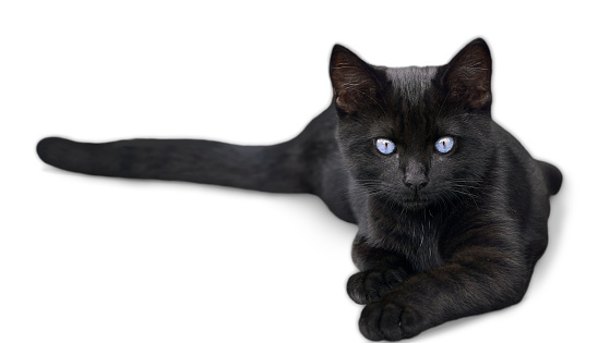 Black kitten with blue eyes isolated on white background