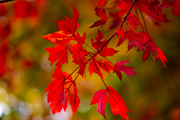 istock Autumn colorful leafy foliage background. 1432700023