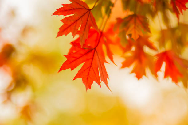 istock Autumn colorful leafy foliage background. 1432700066