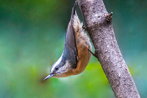 The Red-Breasted Nuthatch (Sitta canadensis) is a small songbird. The adult has blue-grey wings with a cinnamon colored breast, a white throat and face with a black stripe through the eyes, a straight grey bill and a black crown.  The nuthatch has a peculiar habit of eating with its head pointed downward and its tail in the air.  It's a year-round resident in Northern Arizona.  This nuthatch was photographed near Walnut Canyon Lakes in Flagstaff, Arizona, USA.