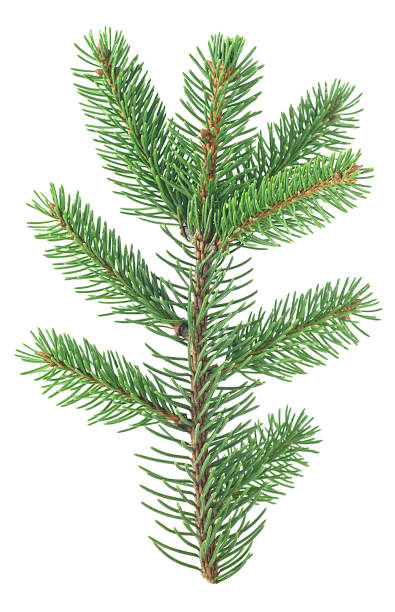 istock Branch of fir tree isolated on a white background. Christmas tree twig. 1432701558