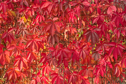 Colorful fall season - red leaves of creeping wild maiden grapes on the fence. Texture bright foliage girlish grapes.