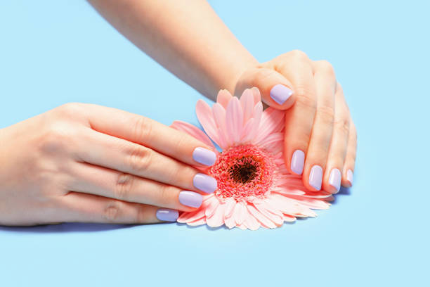 istock Female hands with violet manicure and flower on blue background. 1432702171