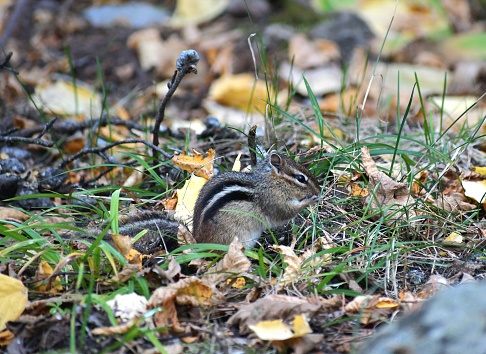 A close up of a Chipmunk in a forest