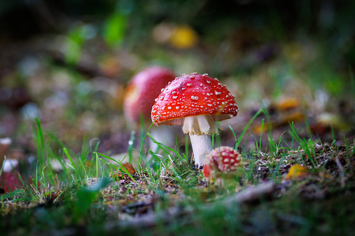 on a green meadow stands a bright red toadstool