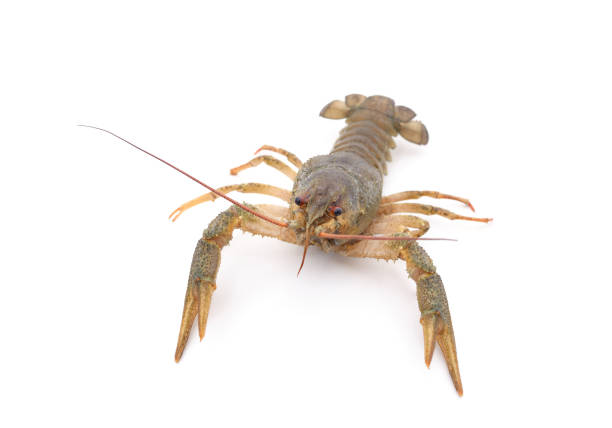 istock Adult green crayfish. 1432705510
