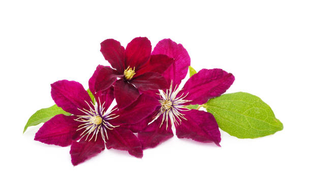 istock Purple clematis with green leaves. 1432705528