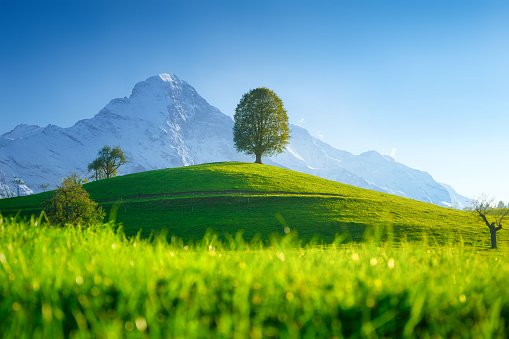 A field with a lone tree and high mountains in the background. Landscape in the daytime. Fields and meadows. Natural landscape in summer time. Tree on top of the hill.