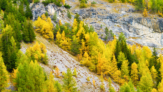 Autumn forest as a background. A view of the natural landscape in the mountains. Pine trees. Large resolution photo for the design.