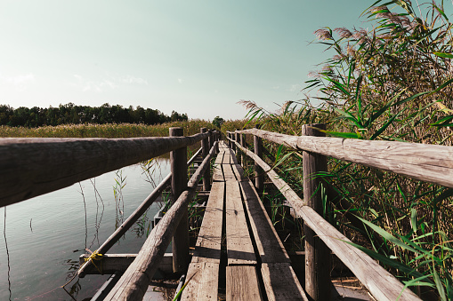 Wooden bridge pathway through beautiful reed landscape. Ri Latvia, Europe