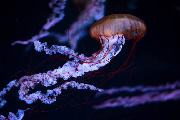 istock Illuminated Jellyfish Medusa closeup 1432706381
