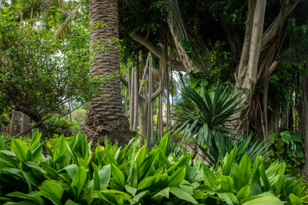 istock tropical jungle or botanical garden 1432706382