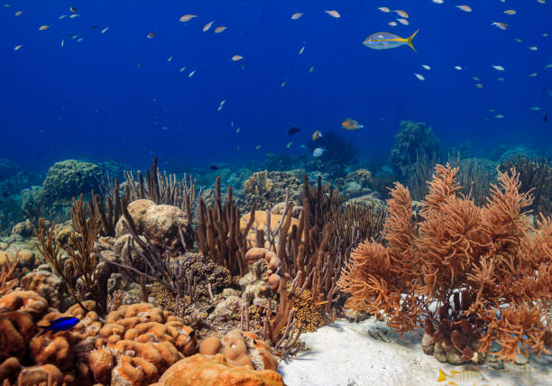 istock Caribbean coral garden 1432708922