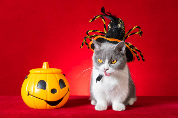 istock cute british shorthair cat with spider hat and jack-o-lantern nearby 1432709049