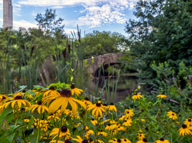 istock Gapstow Bridge in Central Park 1432709153