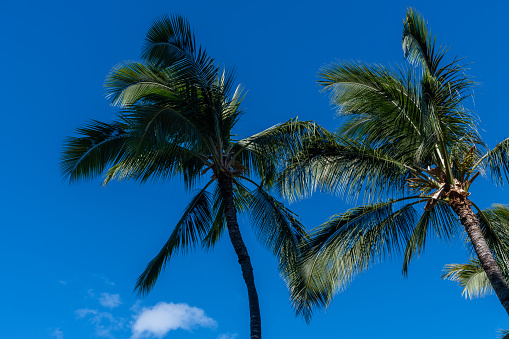 Two palm trees set agains beautiful tropical sky on Oahu, Hawaii