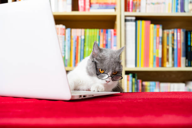 istock cute british shorthair cat using laptop with books shelf on back 1432709473