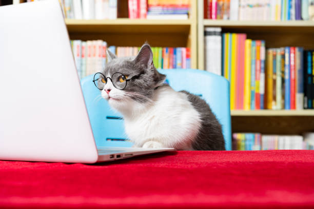 cute british shorthair cat using laptop with books shelf on back cute british shorthair cat using laptop with books shelf on back cat-glasses stock pictures, royalty-free photos & images