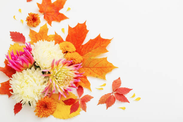 istock autumn leaves and  flowers composition on white background 1432710200