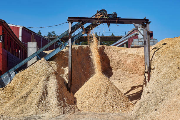 istock Wood chips flying off the conveyor at the sawmill 1432712893