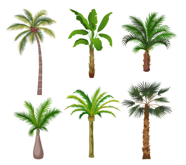 ilustrações, clipart, desenhos animados e ícones de conjunto de ilustração de desenho animado palm trees - fern leaf isolated flat
