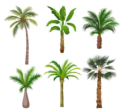 Palm trees cartoon illustration set. Jungle palm trees with green leaves and coconuts isolated on white background. Flat vector collection for vacation, beach, tropics concept
