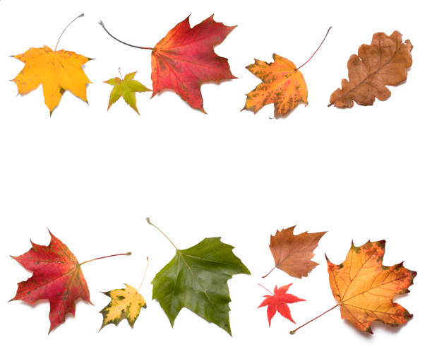 istock Colorful autumn leaves on white background. Fall season backdrop.Foliage border. 1432718990