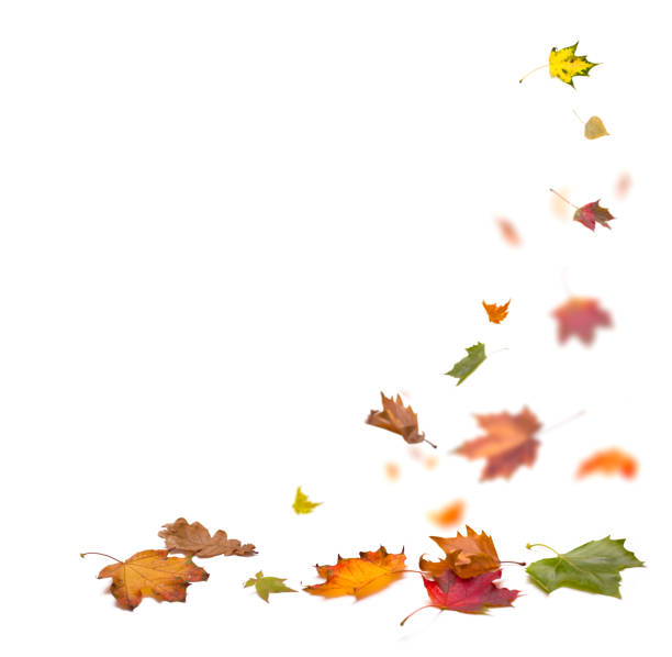 istock Autumn flying leaves, colorful natural decor on white background. 1432718994