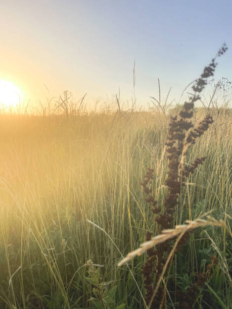 istock Manitoba Prairie Summer SUNSET 1432722778