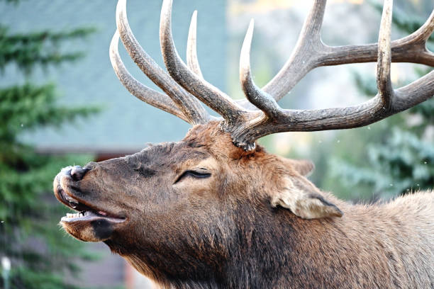 Bull Elk Bugling Big bull elk bugling with his eyes closed. bucktooth stock pictures, royalty-free photos & images