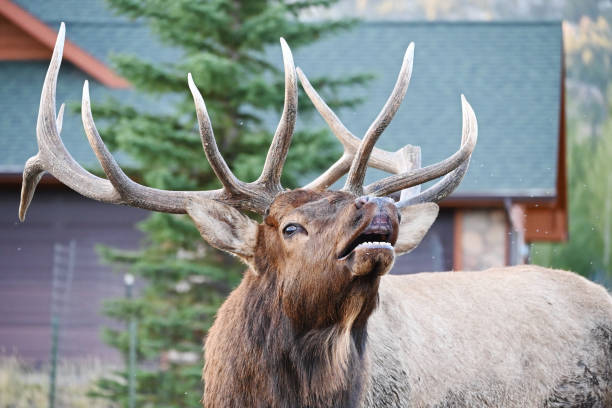 Bull Elk Bugling Bull elk bugling in front of house. bucktooth stock pictures, royalty-free photos & images