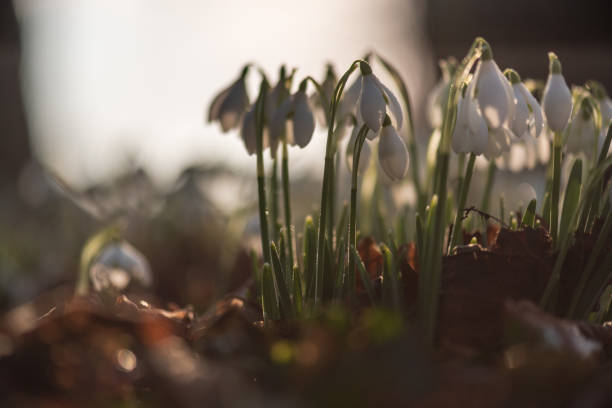 istock Galanthus. Snowdrop portraits iii many. 1432726050