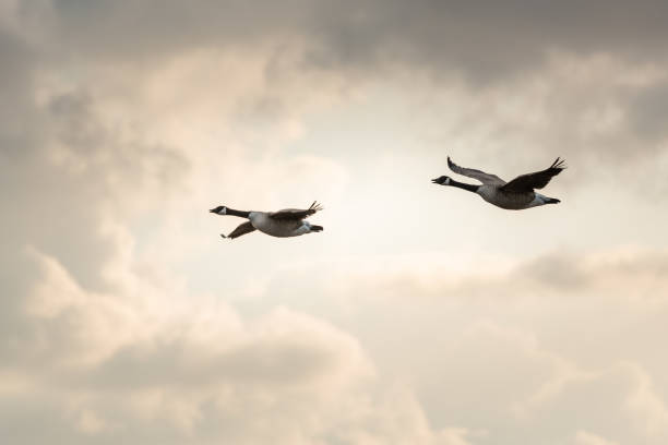 istock Two Canada Geese in flight iii backlit cloudy sky bg. 1432726068