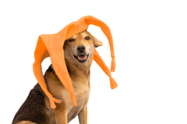 Dog with orange four-pointed harlequin hat on white background
