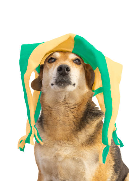 Dog with green and yellow harlequin hat on white background