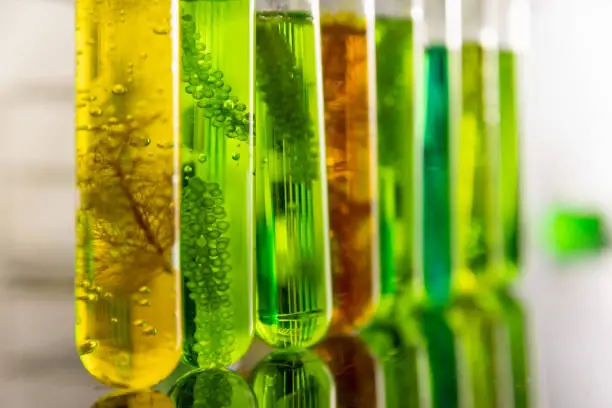 Algae biofuel has a low carbon footprint.