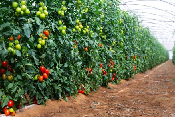istock Beautiful view of a greenhouse 1432729499