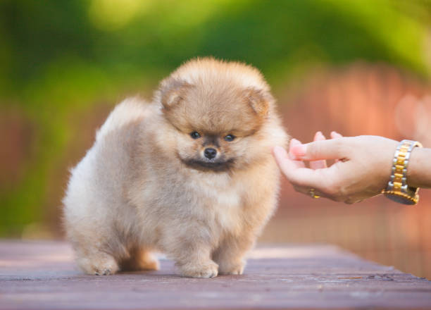 istock Red Pomeranian puppy in the park 1432734597