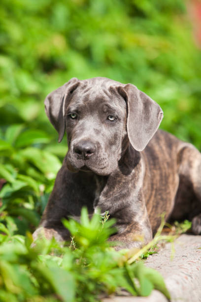 istock Italian Cane Corso puppy in the grass 1432734606