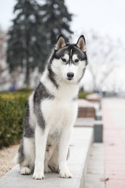 istock Black and white siberian husky walking in the park 1432734628