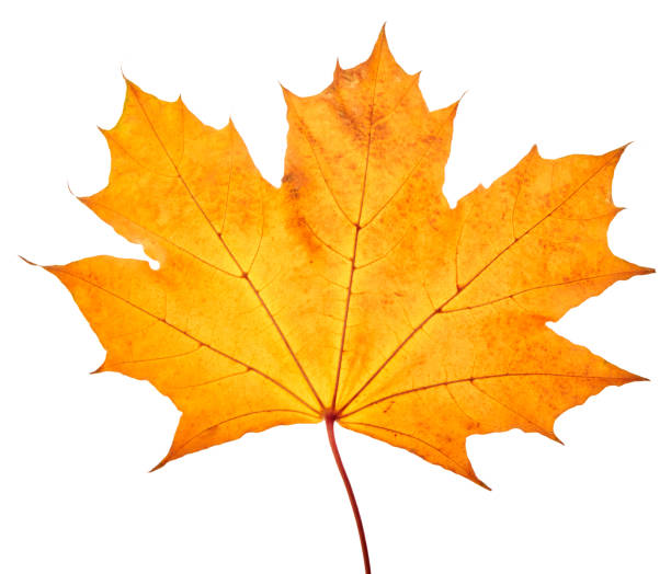 istock Autumn maple leaves isolated on white background 1432735167